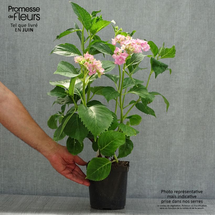 Esemplare di Hydrangea macrophylla La Marne - Ortensia Vaso da 2L/3L consegnato in estate