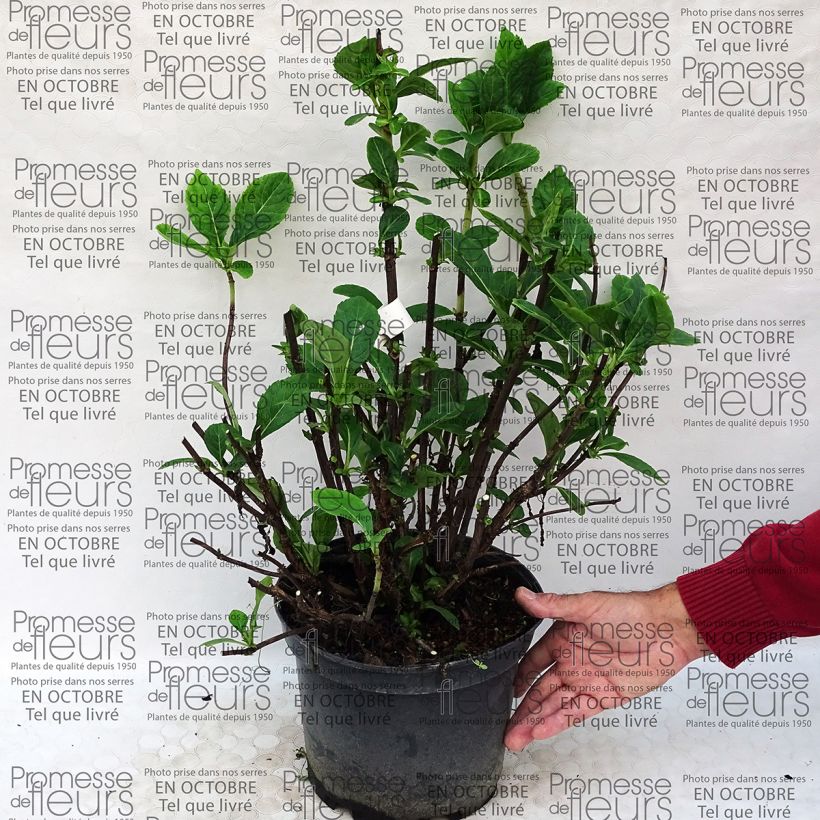 Esempio di esemplare Hydrangea macrophylla Rendez-Vous La Vie en Rose - Ortensia Vaso da 4L/5L come consegnato