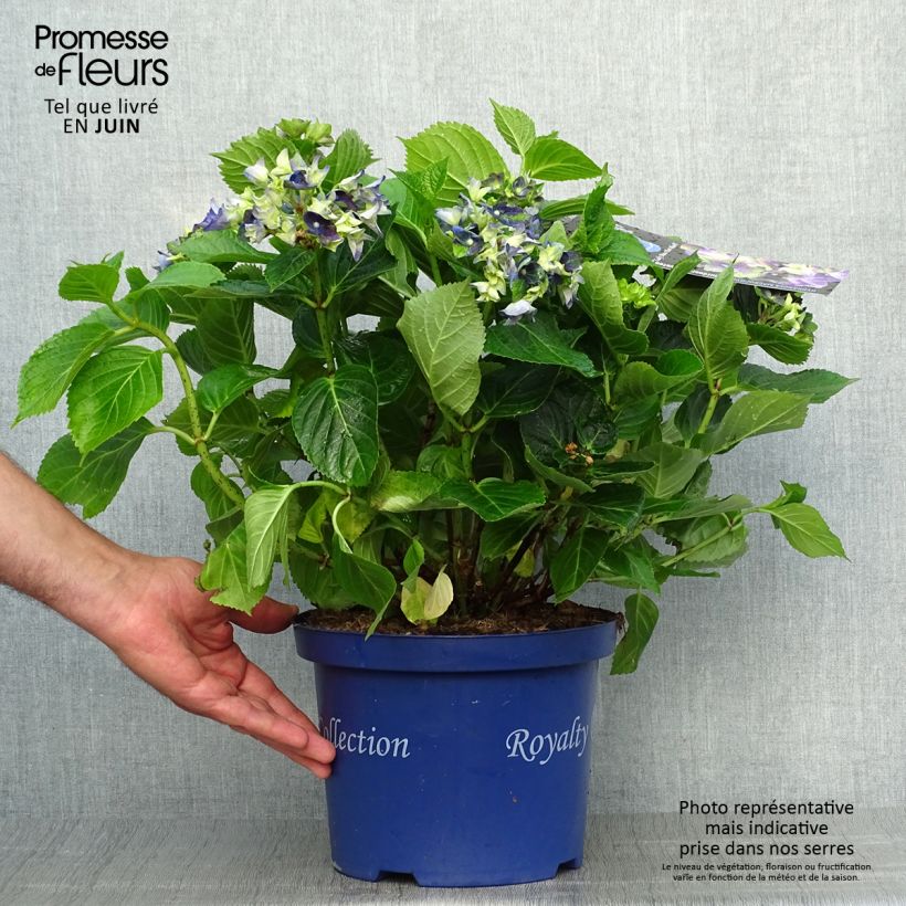Esemplare di Hydrangea macrophylla Lady Mata Hari - Ortensia Vaso da 4L/5L consegnato in estate