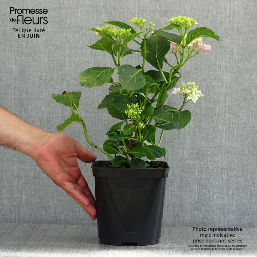 Esemplare di Hydrangea macrophylla Lady Nobuko - Ortensia Vaso da 2L/3L consegnato in estate