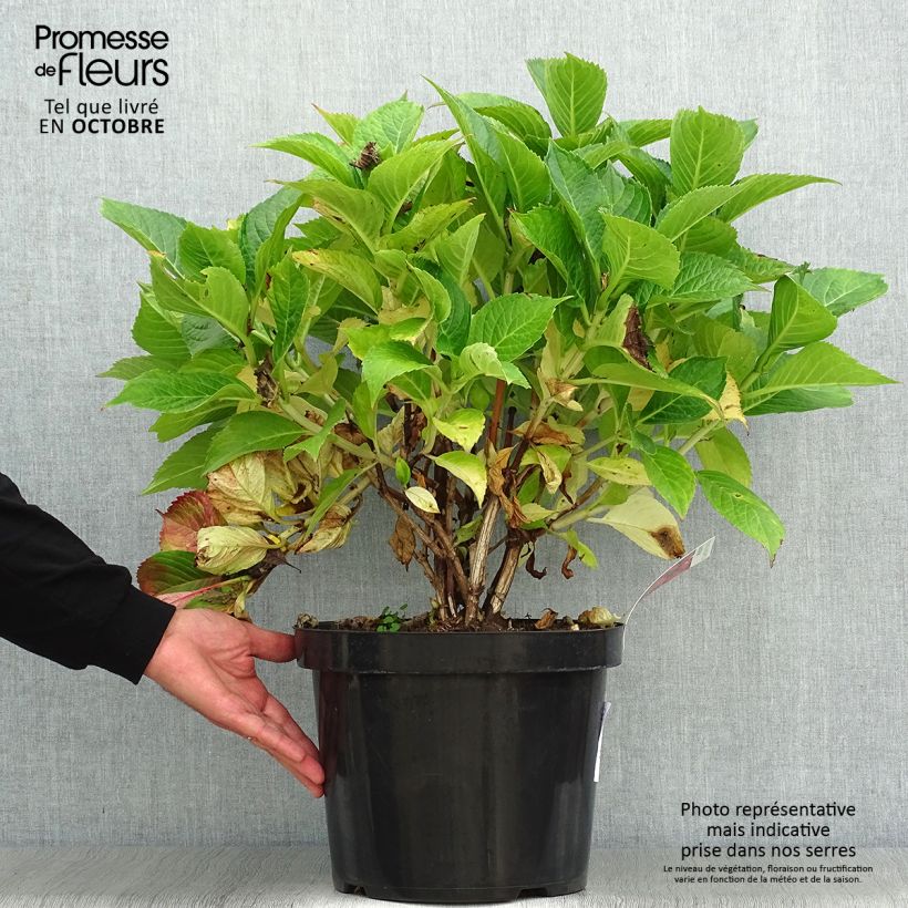 Esemplare di Hydrangea macrophylla Leuchtfeuer - Ortensia Vaso da 7,5L/10L come consegnato in autunno