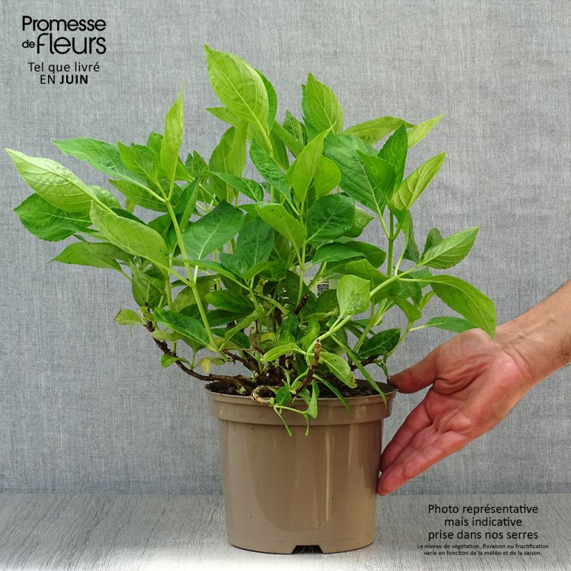 Esemplare di Hydrangea macrophylla Libelle - Ortensia Vaso da 2L/3L consegnato in estate