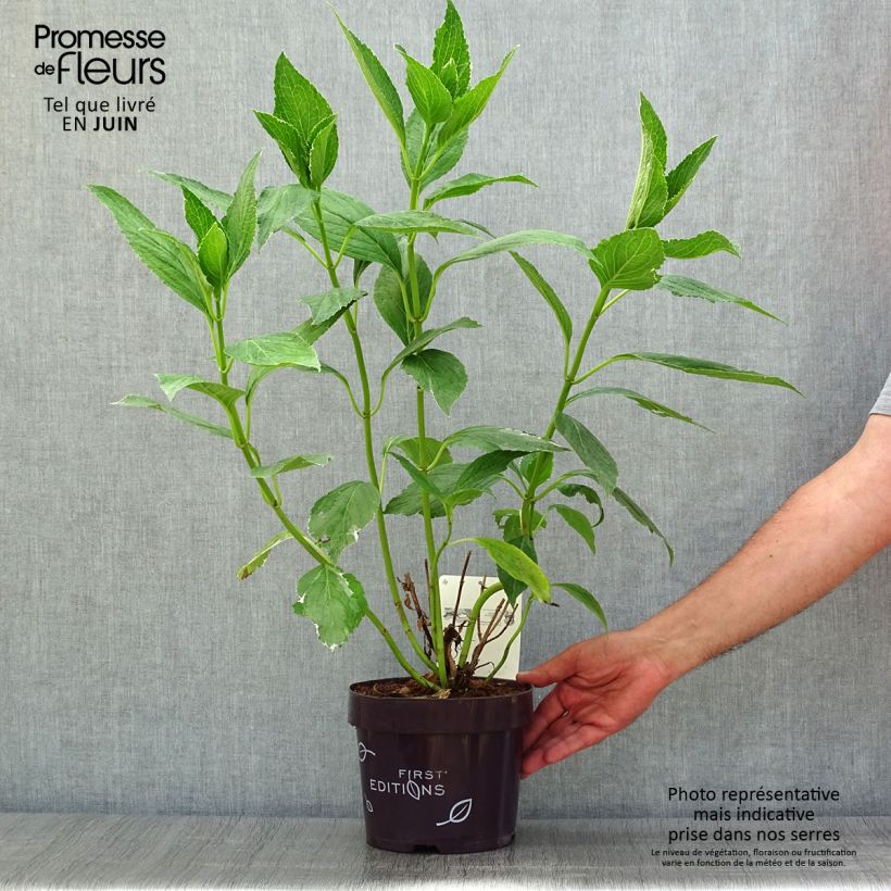 Esemplare di Hydrangea macrophylla Light'o'Day - Ortensia Vaso da 3L/4L consegnato in estate