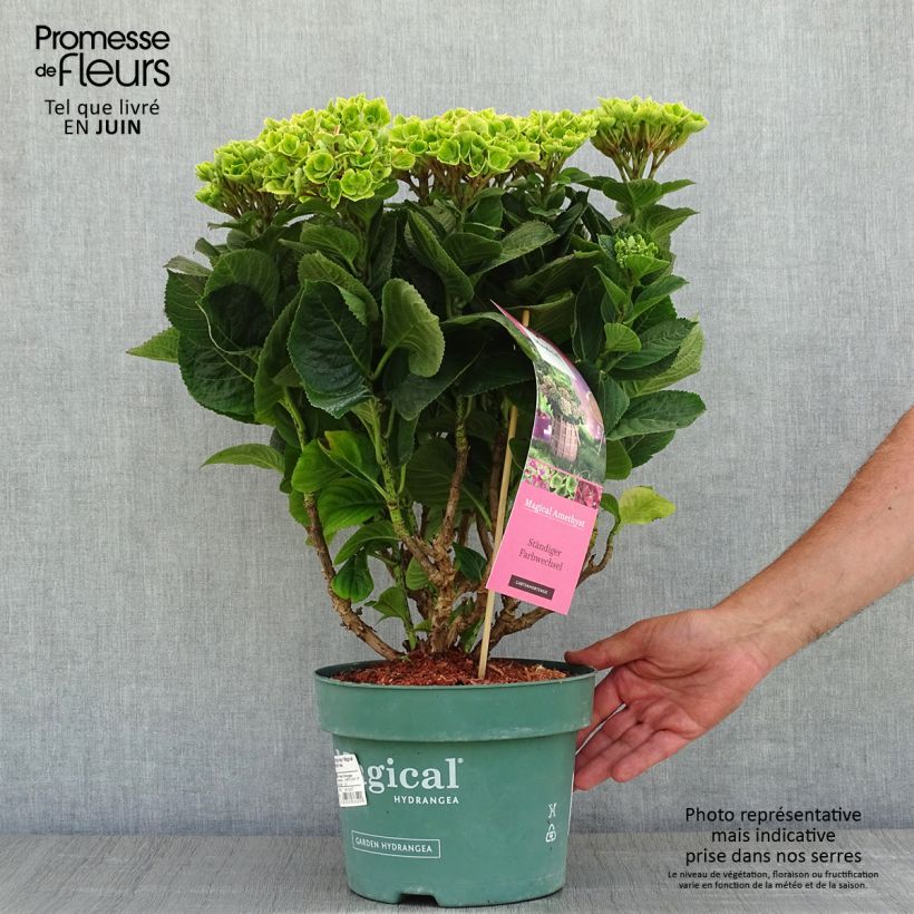 Hydrangea macrophylla Magical Amethyst - Ortensia Vaso da 4L/5L esemplare consegnato in primavera