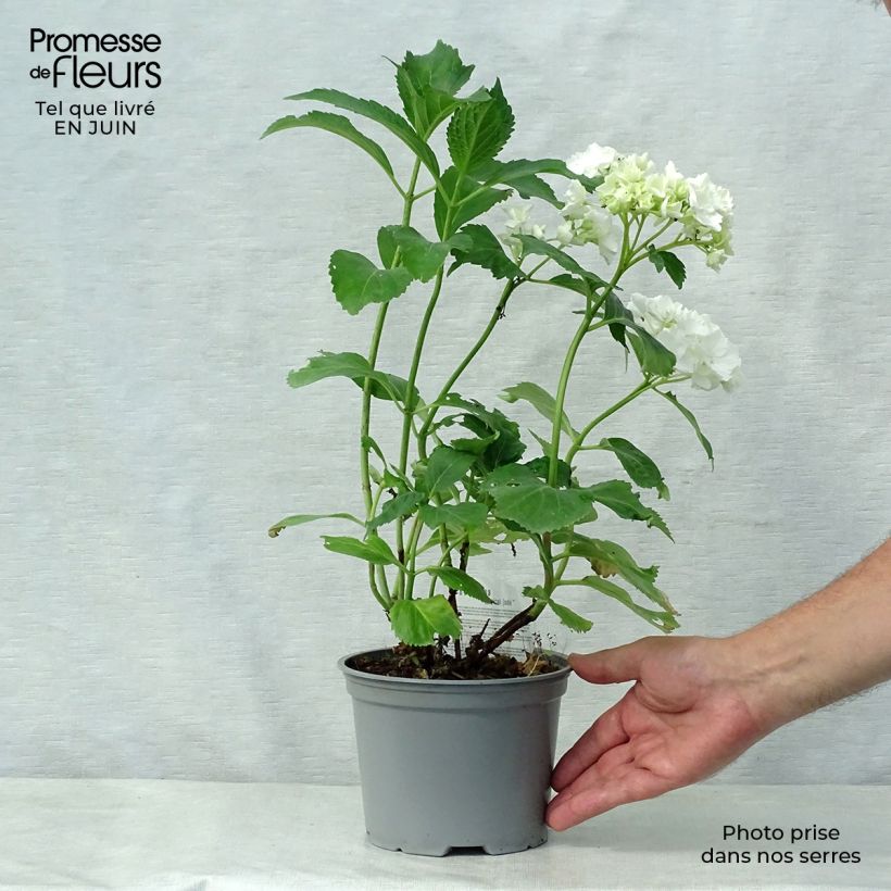 Esemplare di Hydrangea macrophylla Magical Jade - Ortensia Vaso da 2L/3L consegnato in estate