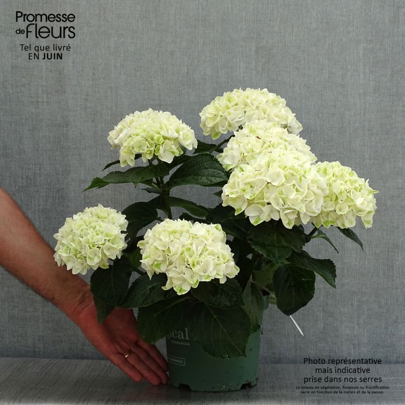 Esemplare di Hydrangea macrophylla Magical Noblesse - Ortensia Vaso da 2L/3L consegnato in estate