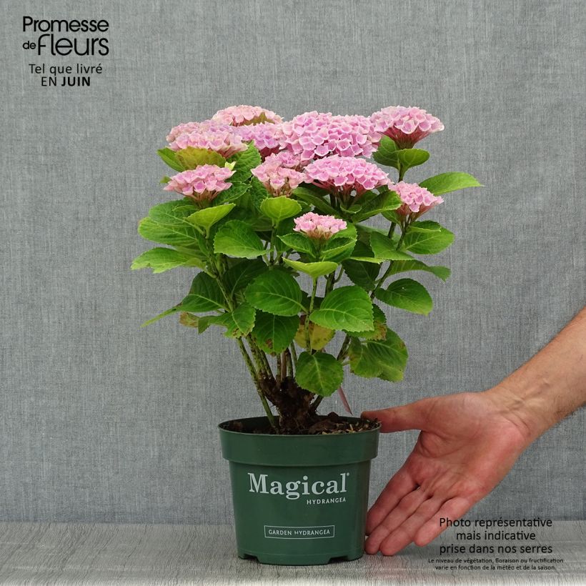 Esemplare di Hydrangea macrophylla Magical Revolution Rose - Ortensia Vaso da 2L/3L consegnato in estate