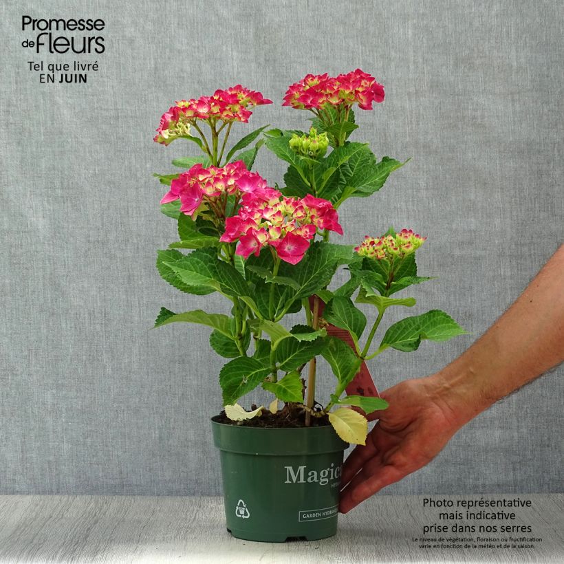 Esemplare di Hydrangea macrophylla Magical Ruby Tuesday - Ortensia Vaso da 2L/3L consegnato in estate