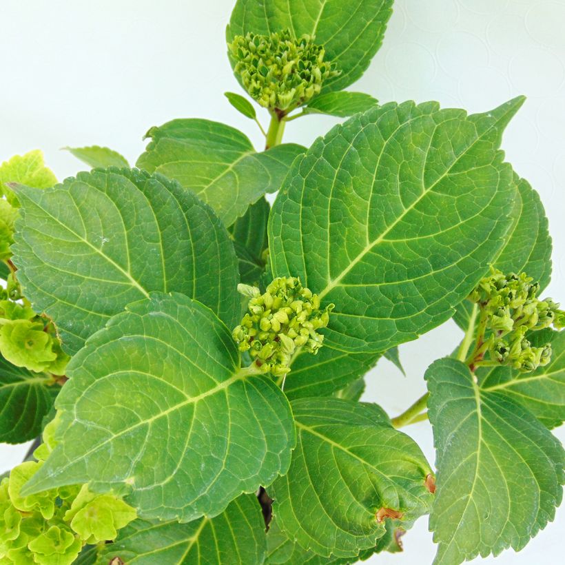 Hydrangea macrophylla Magical Summer Green - Ortensia (Fogliame)