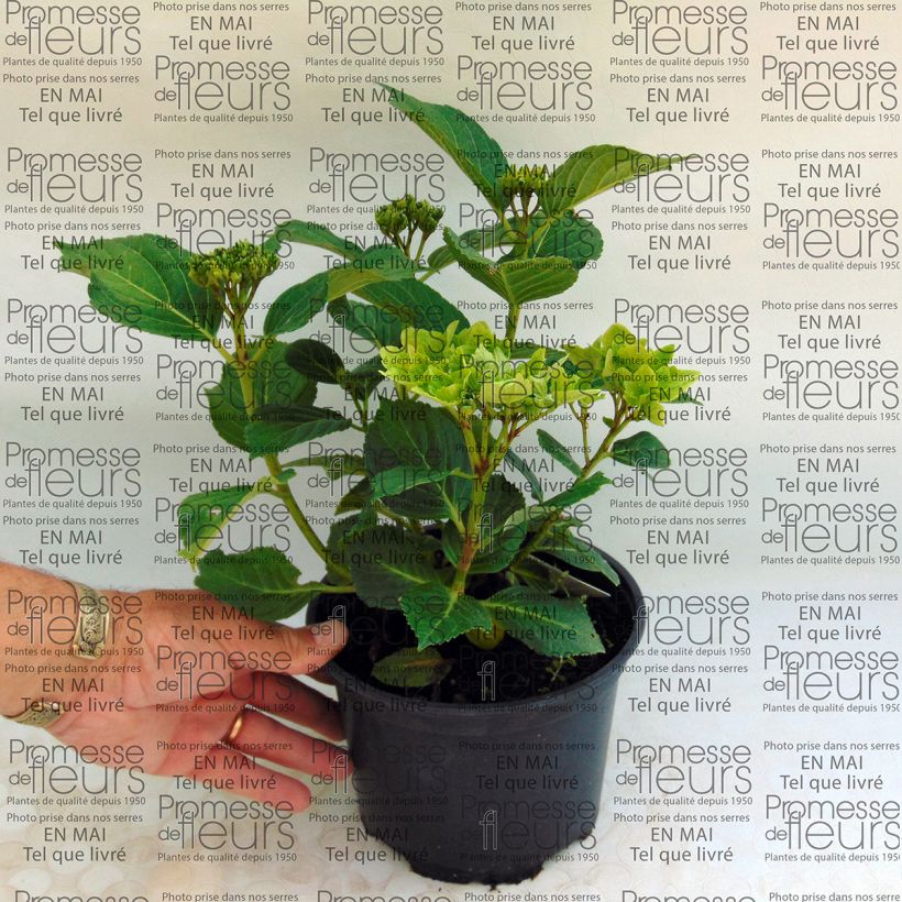 Esempio di esemplare Hydrangea macrophylla Magical Summer Green - Ortensia Vaso da 2L/3L come consegnato