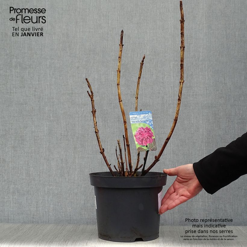Hydrangea macrophylla Merveille Sanguine - Ortensia Vaso da 7,5L/10L esemplare consegnato in inverno