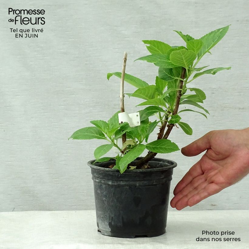 Esemplare di Hydrangea macrophylla Teller Messalina - Ortensia Vaso da 2L/3L consegnato in estate
