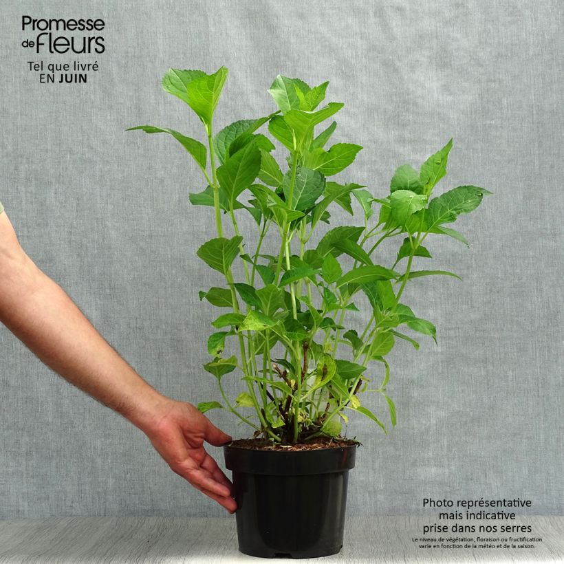 Esemplare di Hydrangea macrophylla Mme Emile Mouillière - Ortensia Vaso da 3L/4L consegnato in estate