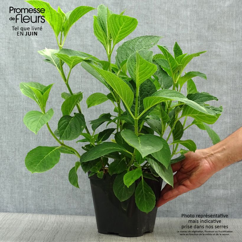 Esemplare di Hydrangea macrophylla Mousmee - Ortensia Vaso da 2L/3L consegnato in estate
