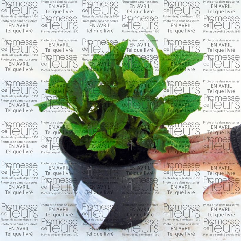 Esempio di esemplare Hydrangea macrophylla Nachtigall - Ortensia Vaso da 2L/3L come consegnato