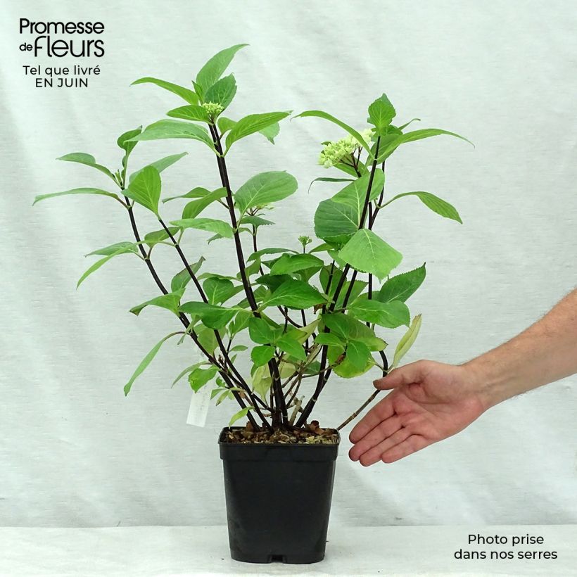 Esemplare di Hydrangea macrophylla Nigra - Ortensia Vaso da 2L/3L consegnato in estate