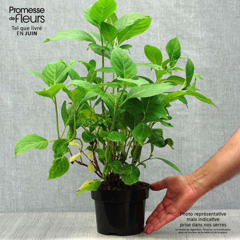Esemplare di Hydrangea macrophylla Nikko Blue - Ortensia Vaso da 2L/3L consegnato in estate