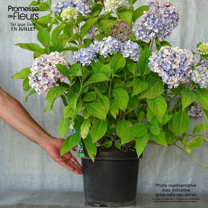 Esemplare di Hydrangea macrophylla Nikko Blue - Ortensia Vaso da 7,5L/10L consegnato in estate