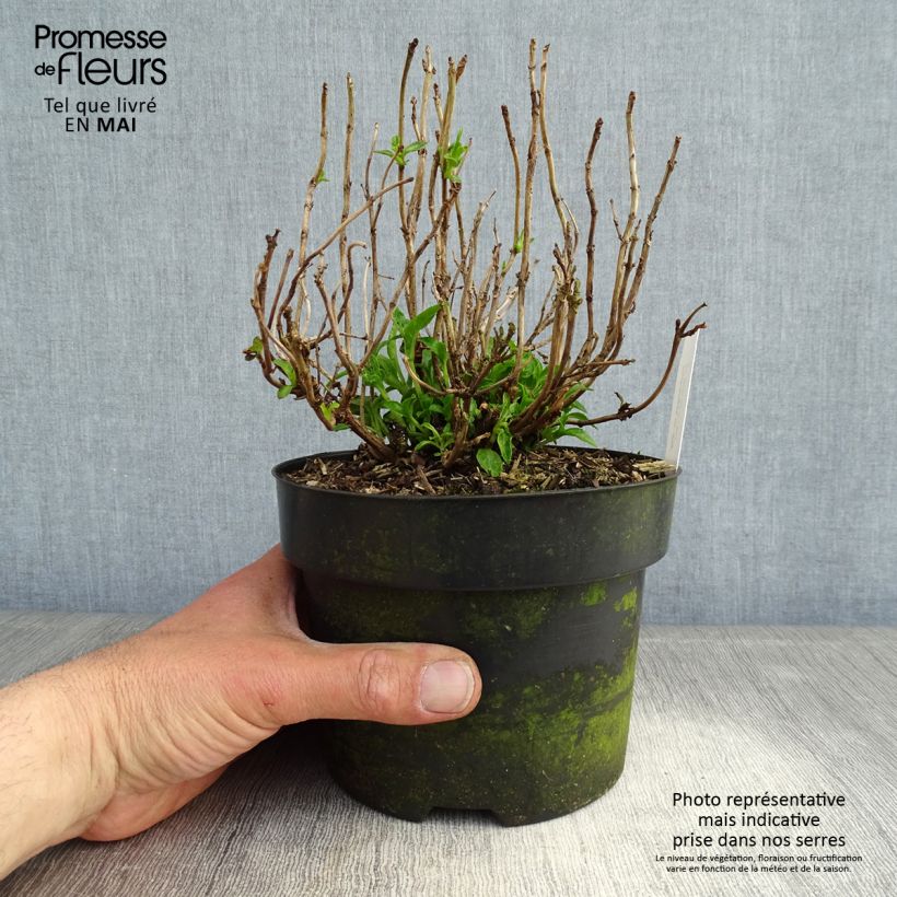 Hydrangea macrophylla Pia - Ortensia Vaso da 2L/3L esemplare consegnato in primavera