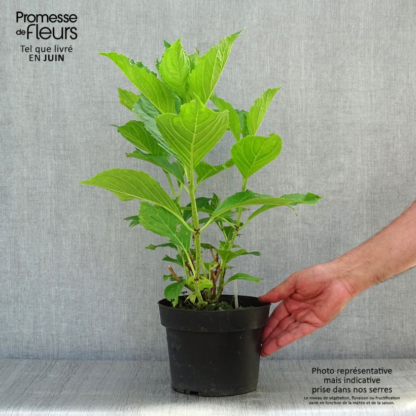 Esemplare di Hydrangea macrophylla Princess Diana - Ortensia Vaso da 3L/4L consegnato in estate