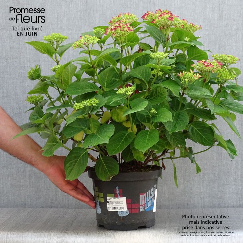 Esemplare di Hydrangea macrophylla Music Collection Red Reggae - Ortensia Vaso da 4L/5L consegnato in estate