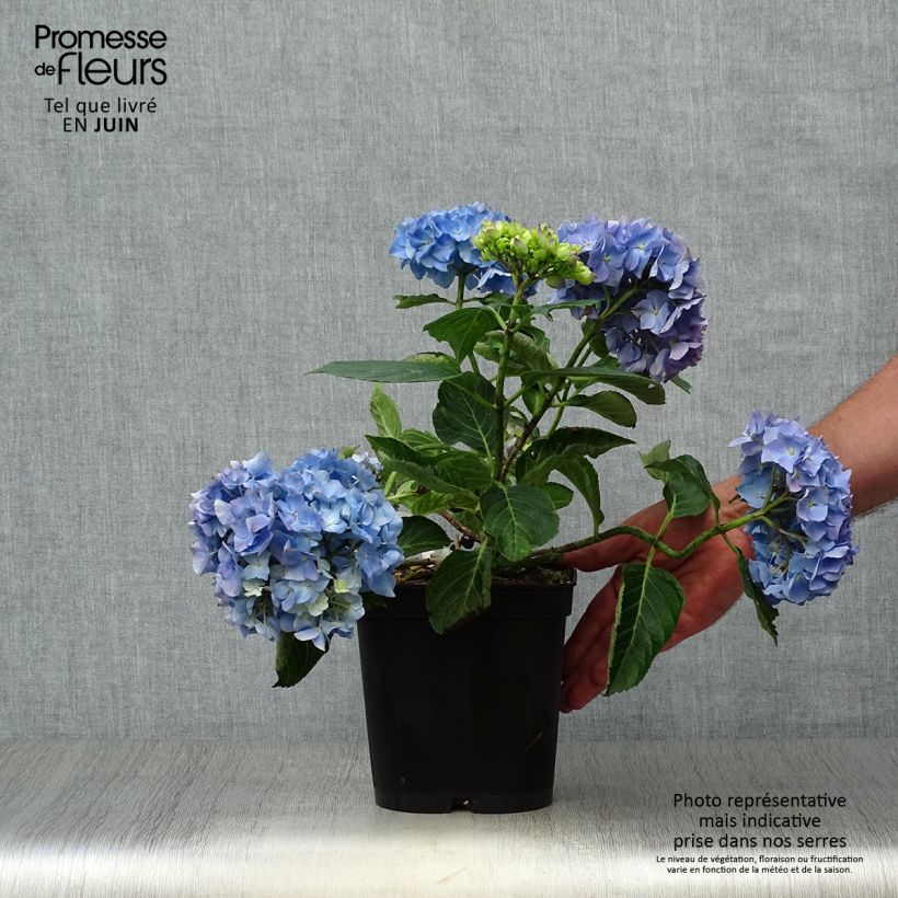 Esemplare di Hydrangea macrophylla Renate Steiniger - Ortensia Vaso da 2L/3L consegnato in estate