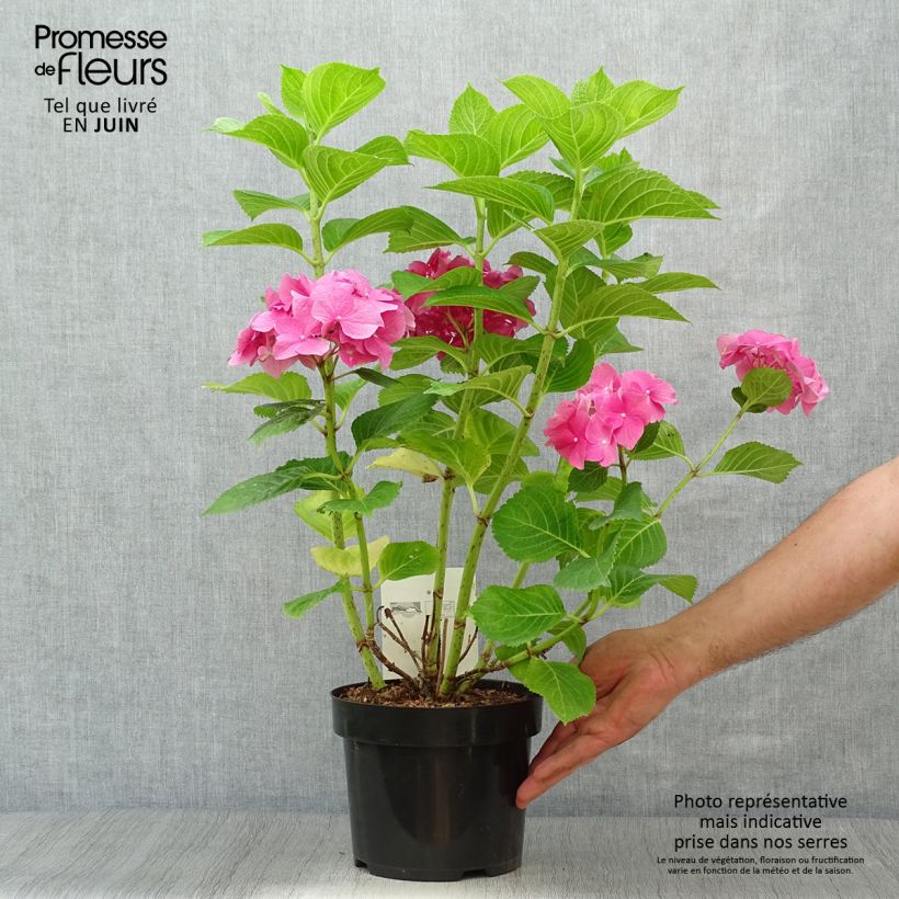 Esemplare di Hydrangea macrophylla Rosita - Ortensia Vaso da 2L/3L consegnato in estate
