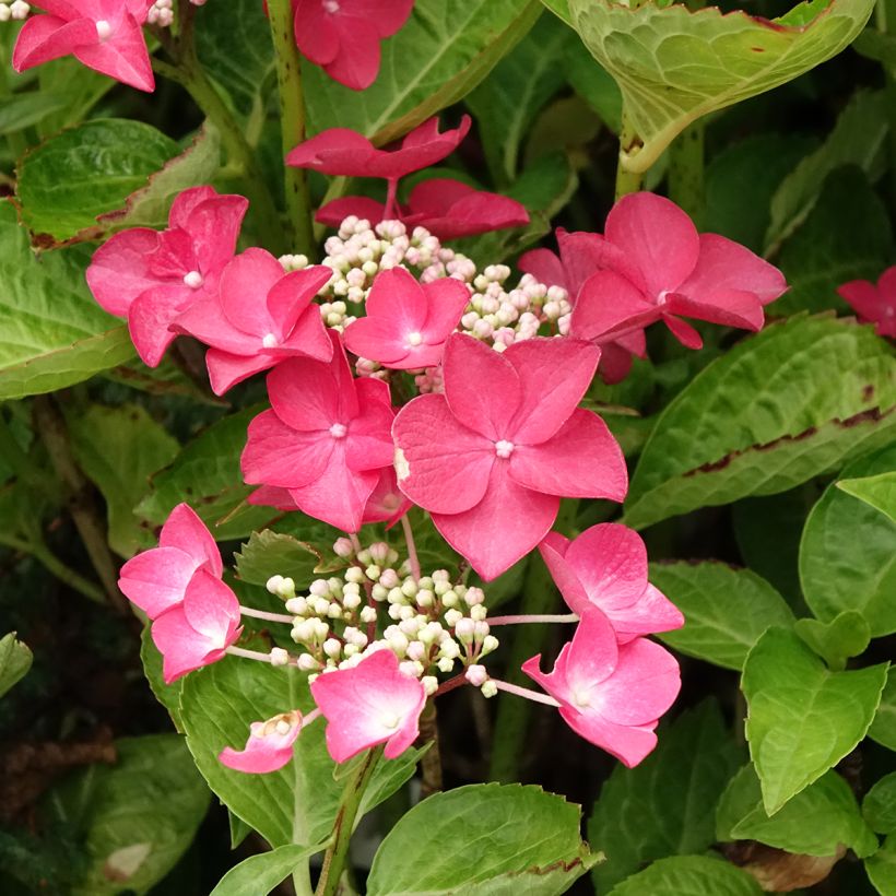 Hydrangea macrophylla Rotschwanz - Ortensia (Fioritura)