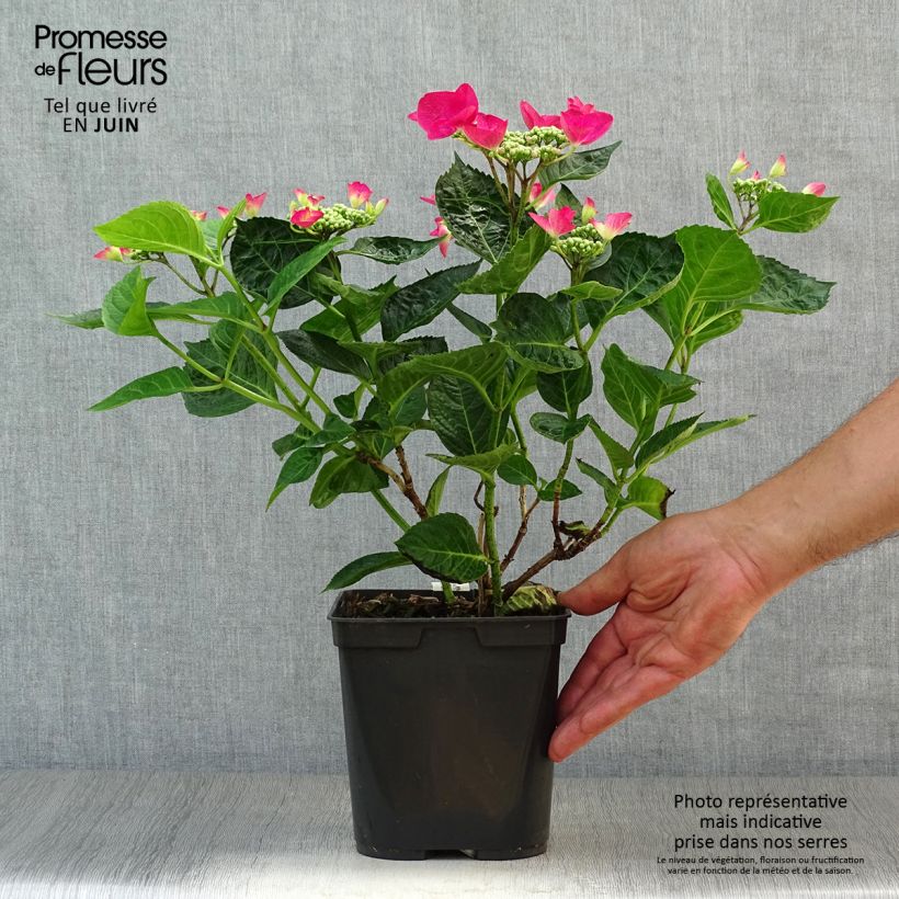 Esemplare di Hydrangea macrophylla Rotschwanz - Ortensia Vaso da 2L/3L consegnato in estate