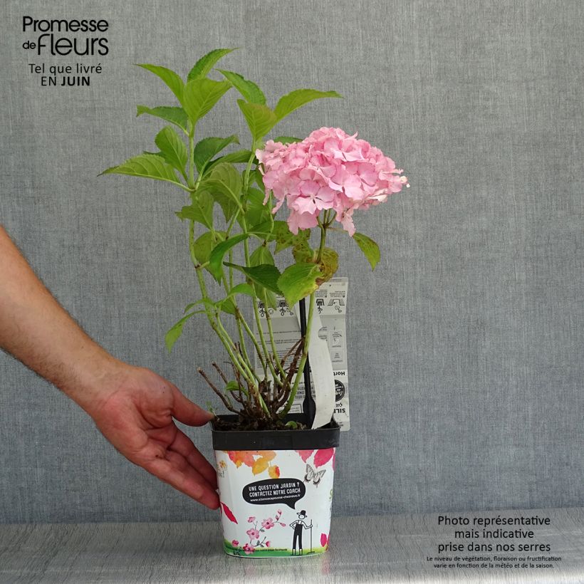 Esemplare di Hydrangea macrophylla So Long Sunny - Ortensia Vaso da 2L/3L consegnato in estate