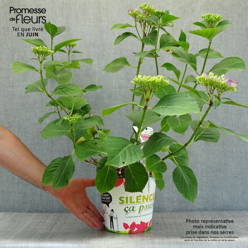 Esemplare di Hydrangea macrophylla Star Gazer Blue - Ortensia Vaso da 4L/5L consegnato in estate