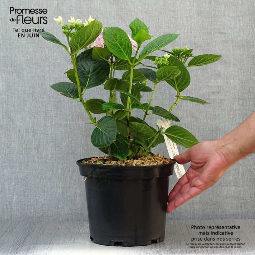 Esemplare di Hydrangea macrophylla Stargazer - Ortensia Vaso da 4L/5L consegnato in estate