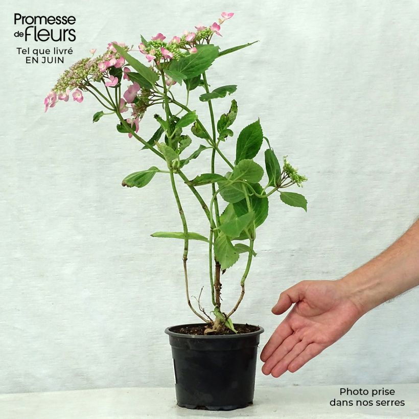 Esemplare di Hydrangea macrophylla Teller Pink - Ortensia Vaso da 2L/3L consegnato in estate