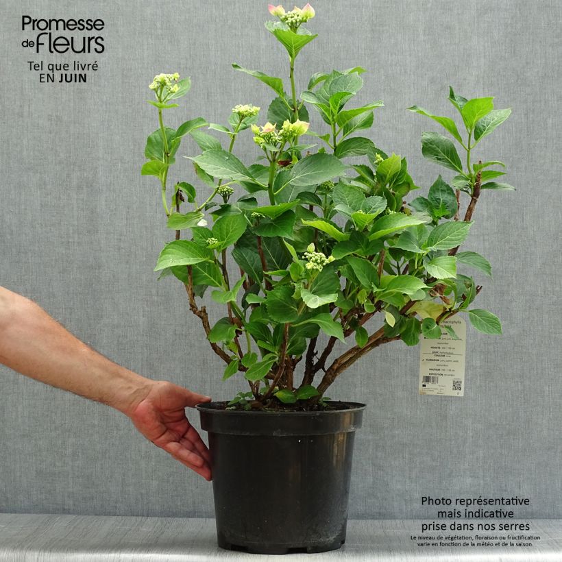 Esemplare di Hydrangea macrophylla Teller Pink - Ortensia Vaso da 7,5L/10L consegnato in estate