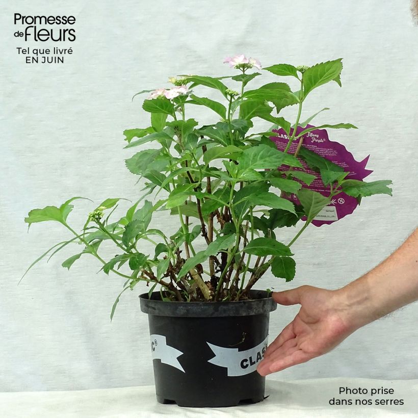 Esemplare di Hydrangea macrophylla Tiffany - Ortensia Vaso da 4L/5L consegnato in estate