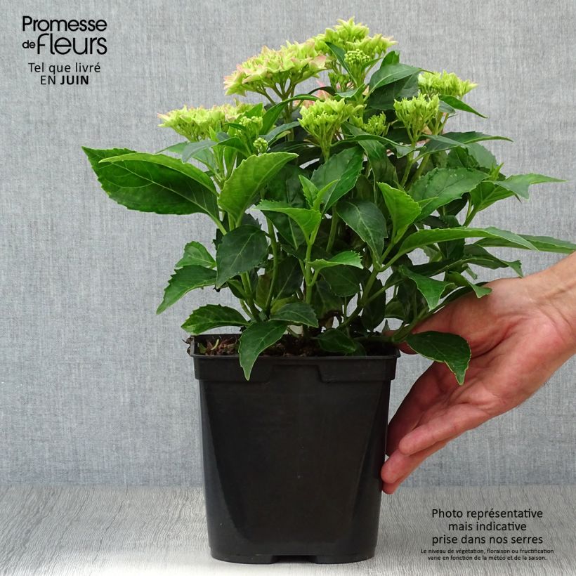 Esemplare di Hydrangea macrophylla Tovelit - Ortensia Vaso da 2L/3L consegnato in estate
