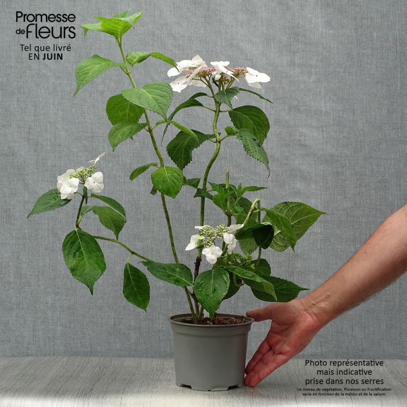 Esemplare di Hydrangea macrophylla Veitchii - Ortensia Vaso da 2L/3L consegnato in estate