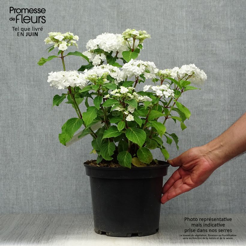 Esemplare di Hydrangea macrophylla Wedding Gown - Ortensia Vaso da 4L/5L consegnato in estate