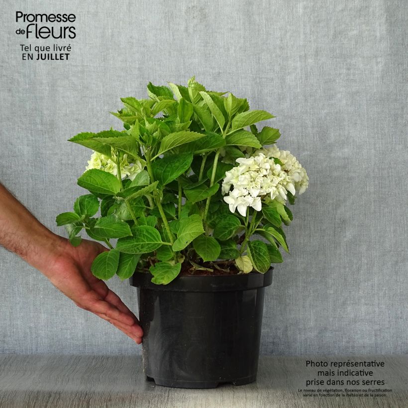 Esemplare di Ortensia - Hydrangea macrophylla Wudu consegnato in estate
