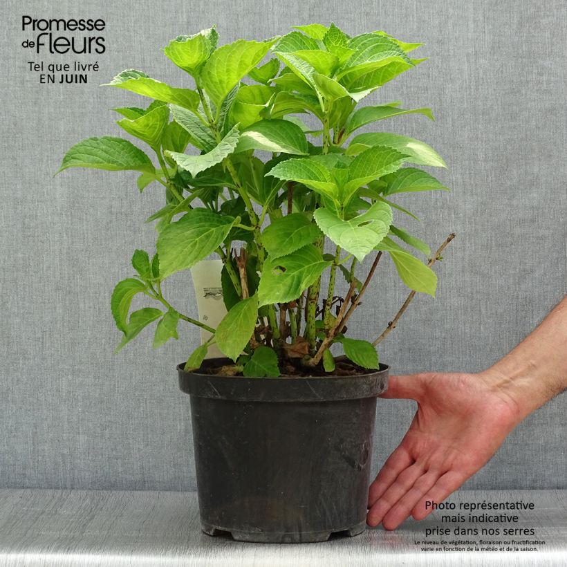 Esemplare di Hydrangea macrophylla Xian - Ortensia Vaso da 4L/5L consegnato in estate