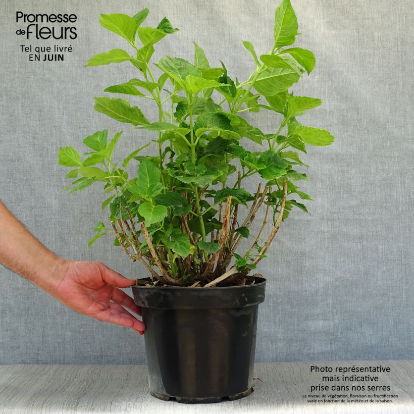 Esemplare di Hydrangea macrophylla Xian - Ortensia Vaso da 7,5L/10L consegnato in estate