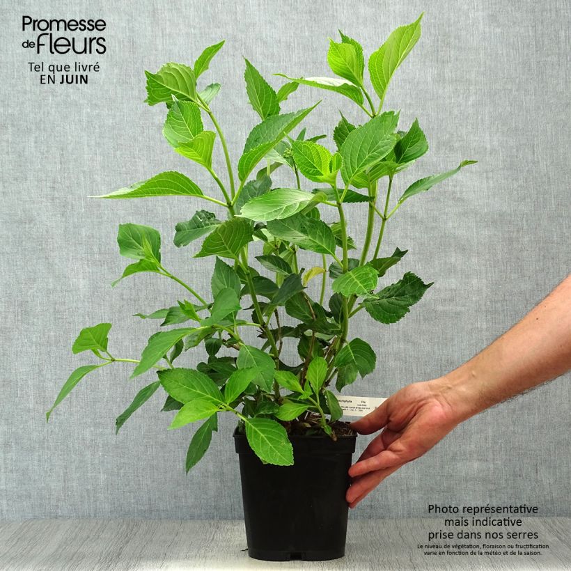 Esemplare di Hydrangea macrophylla Yamato - Ortensia Vaso da 2L/3L consegnato in estate