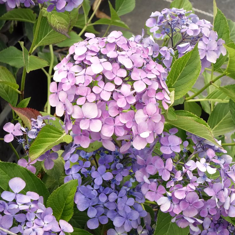 Hydrangea macrophylla Yamato - Ortensia (Fioritura)