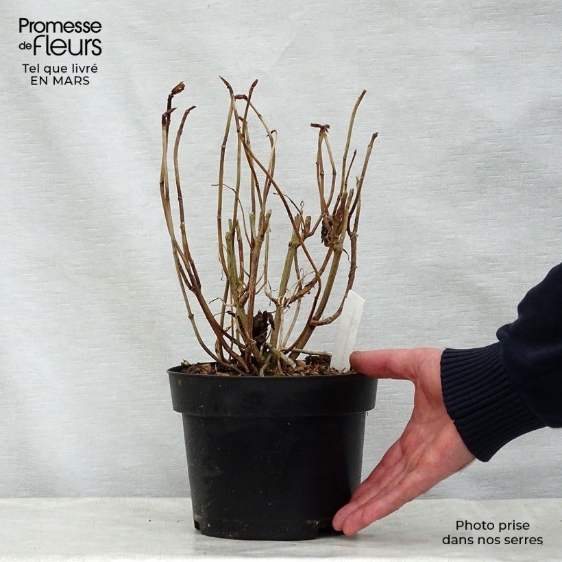 Hydrangea macrophylla You and Me Forever - Ortensia Vaso da 2L/3L esemplare consegnato in primavera