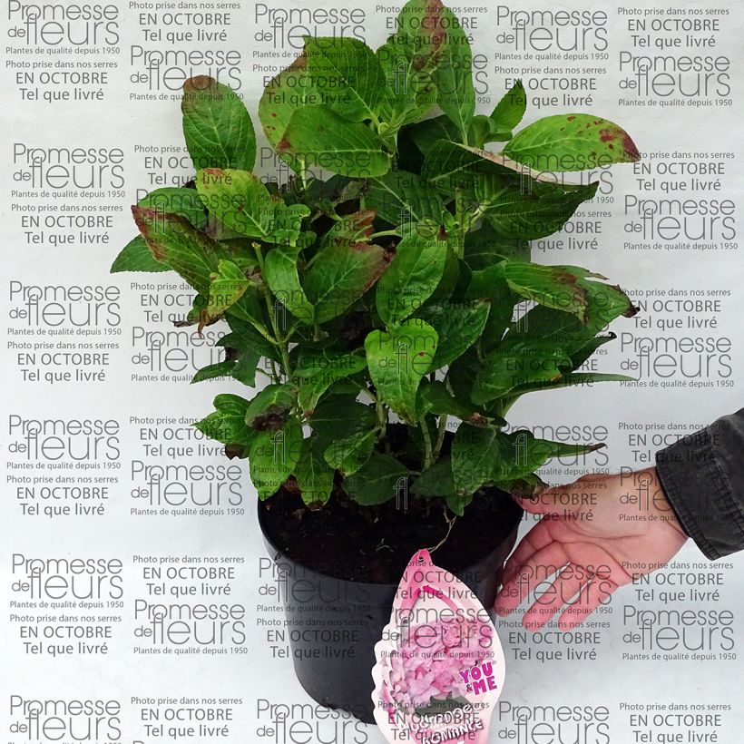 Esempio di esemplare Hydrangea macrophylla You and Me Romance - Ortensia Vaso da 4L/5L come consegnato