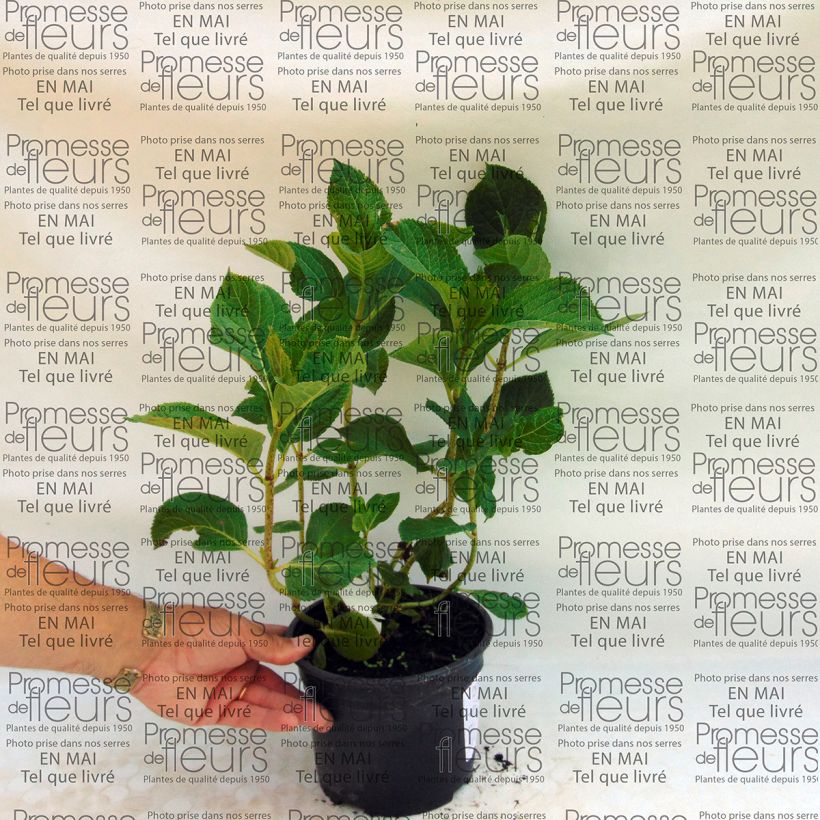 Esempio di esemplare Hydrangea macrophylla Tea Time Together - Ortensia Vaso da 2L/3L come consegnato