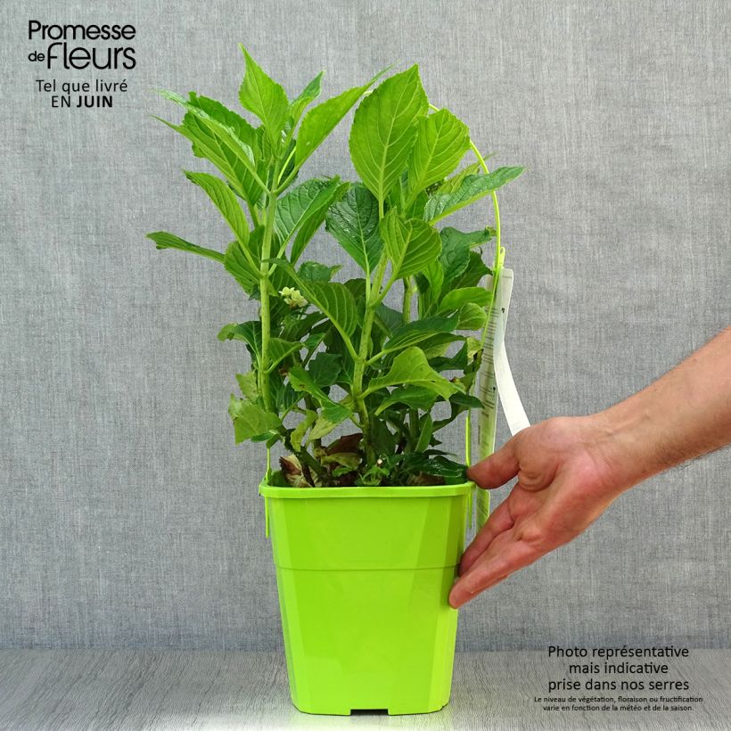Esemplare di Hydrangea macrophylla You and Me Together - Ortensia Vaso da 3L/4L consegnato in estate