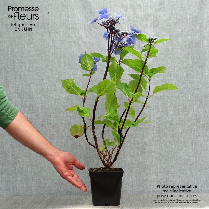 Esemplare di Hydrangea macrophylla Zorro Blue - Ortensia Vaso da 2L/3L consegnato in estate