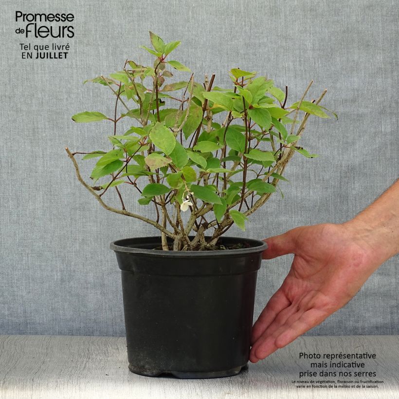 Esemplare di Hydrangea paniculata Bombshell - Ortensia paniculata Vaso da 2L/3L consegnato in estate