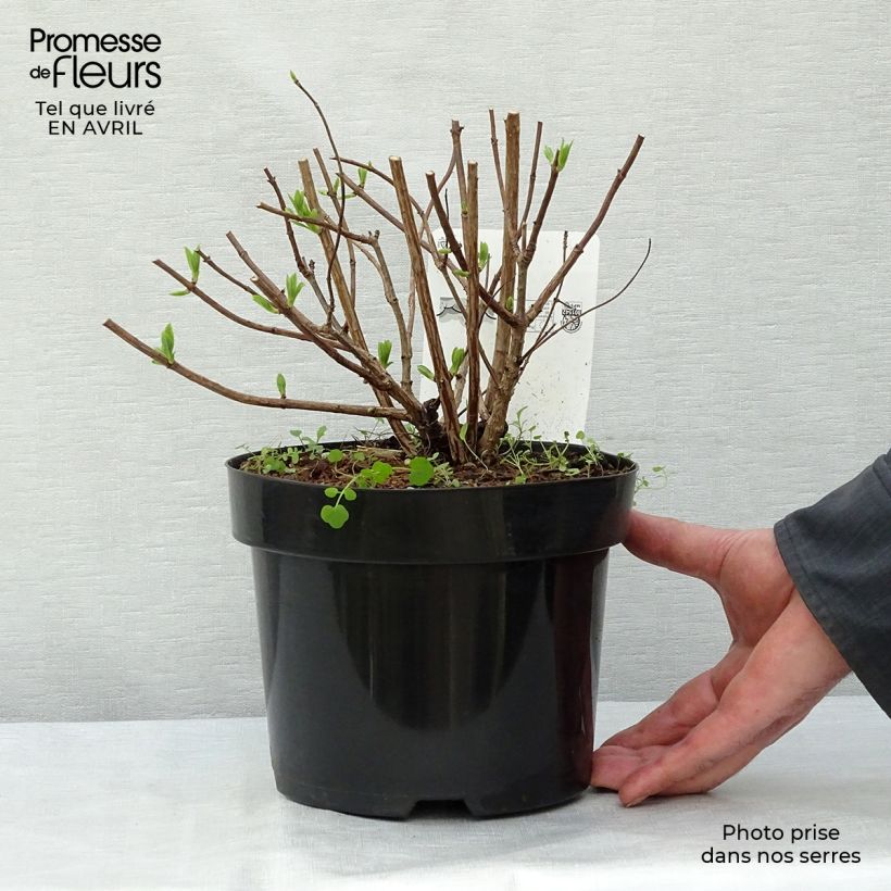 Hydrangea paniculata Dart's Little Dot - Ortensia paniculata Vaso da 3L/4L esemplare consegnato in primavera